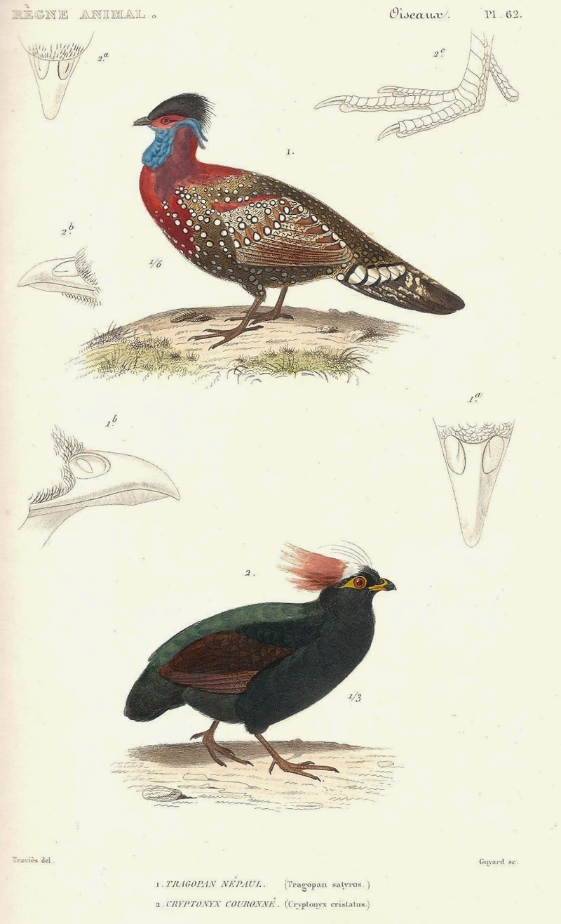 Tragopan satyra (satyr tragopan), Cryptonix coronatus = Rollulus rouloul (crested wood partridge); DISPLAY FULL IMAGE.