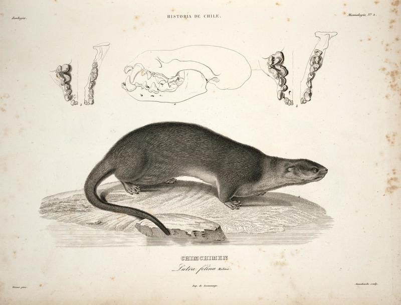 Lutra felina = Lontra felina (marine otter); DISPLAY FULL IMAGE.