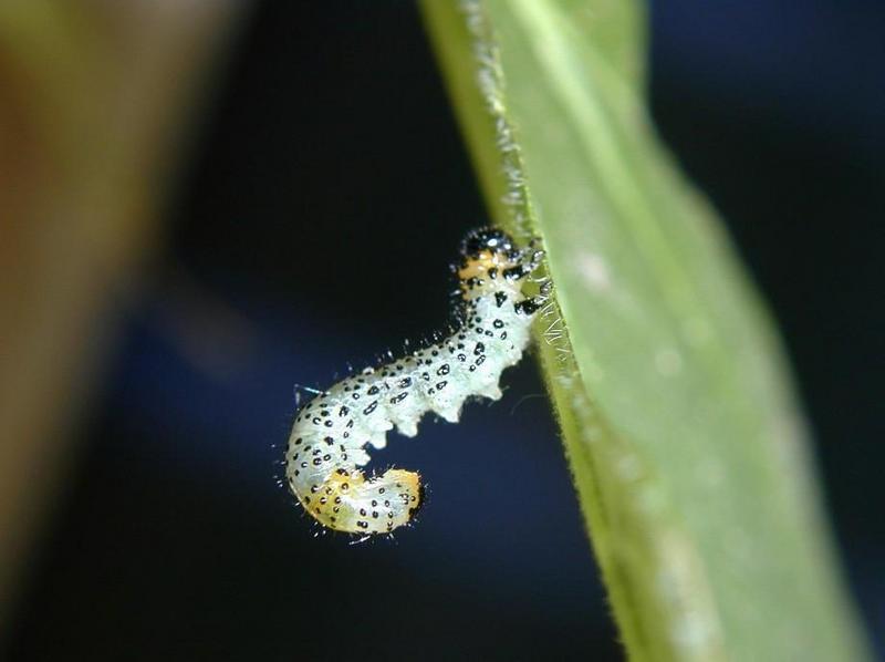 Caterpillar (Lepidoptera) {!--나비목 나방류/나비류의 유충-->; DISPLAY FULL IMAGE.