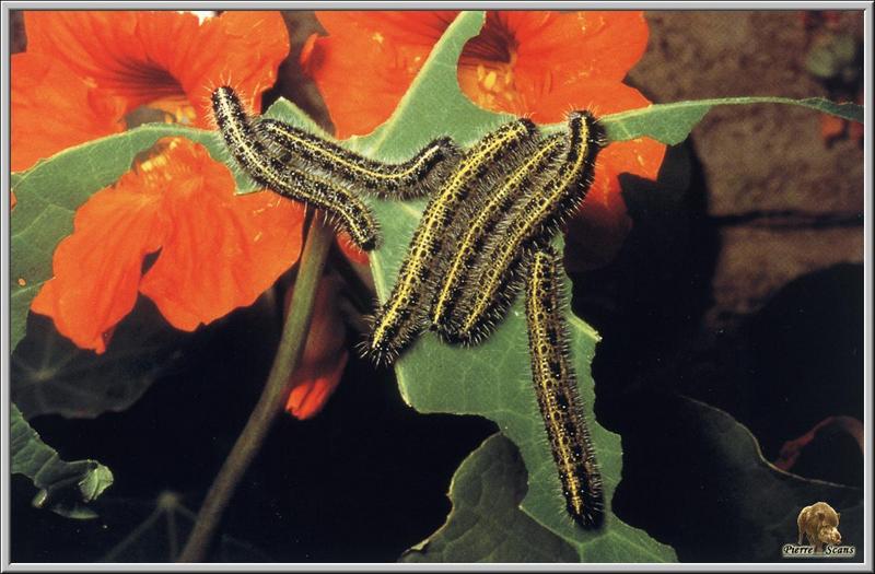 Large White Butterfly caterpillars (Pieris brassicae) {!--큰흰나비 애벌레-->; DISPLAY FULL IMAGE.