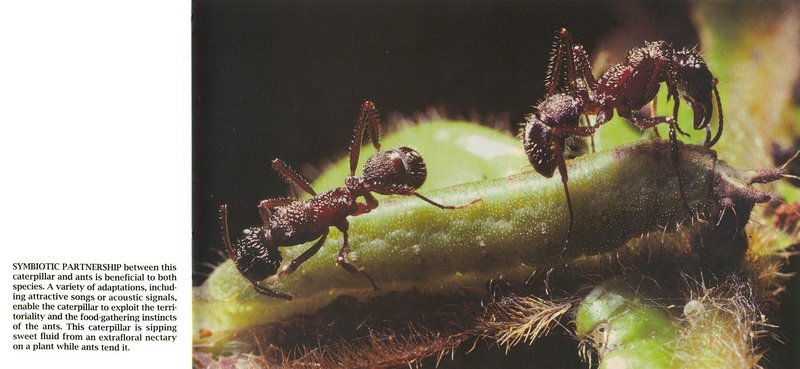 (Symbiosis) Caterpillar and Ants {!--애벌레와 개미의 공생-->; DISPLAY FULL IMAGE.