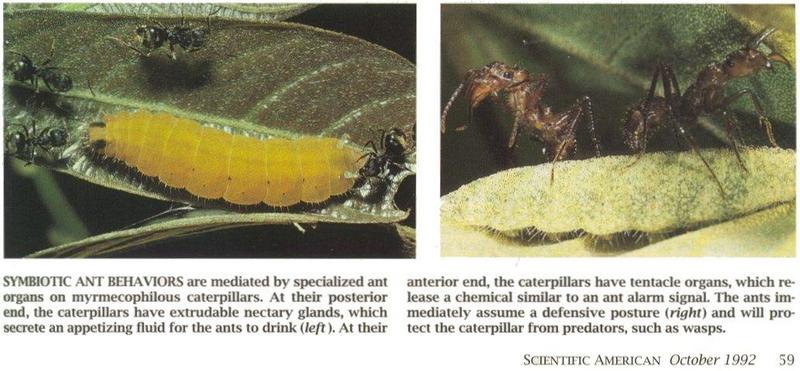 (Symbiosis) Caterpillar and Ants {!--애벌레와 개미의 공생-->; DISPLAY FULL IMAGE.