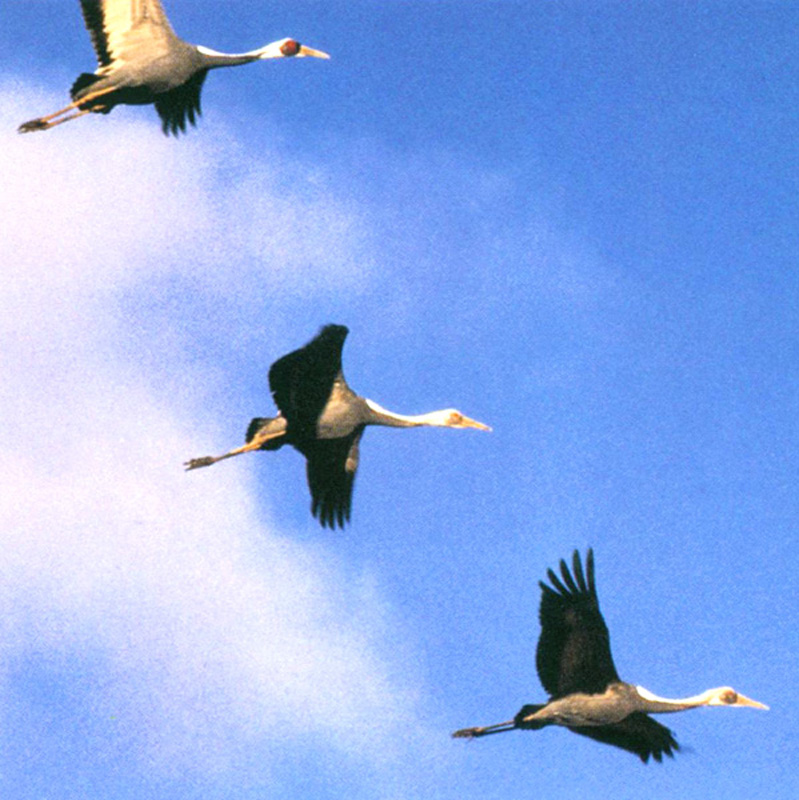 [남한 천연기념물 제203호] 재두루미 Grus vipio (white-naped crane); DISPLAY FULL IMAGE.