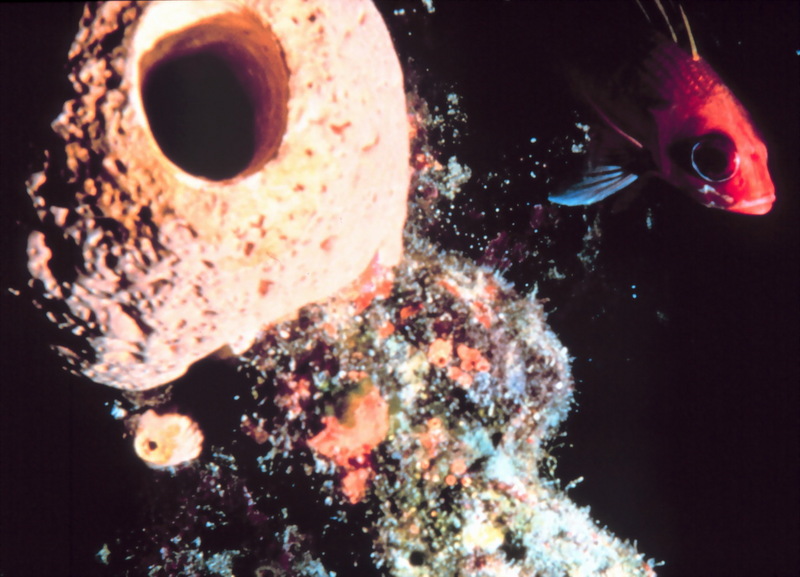 Vase Sponge and Squirrelfish; DISPLAY FULL IMAGE.