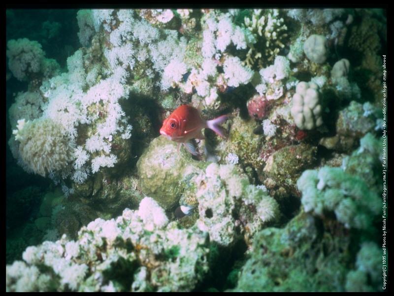 Soldierfish (Holocentridae) {!--얼게돔과-->; DISPLAY FULL IMAGE.