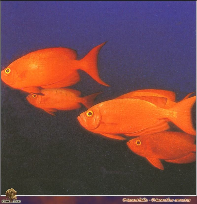 Atlantic Bigeye (Priacanthus arenatus) {!--대서양홍치-->; DISPLAY FULL IMAGE.