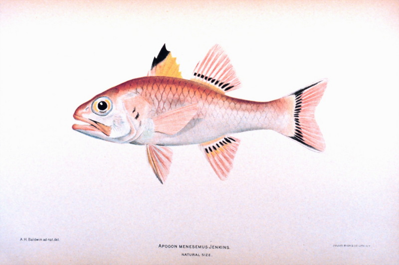 Pretty Tail Cardinalfish (Apogon menesemus) {!--하와이동갈돔-->; DISPLAY FULL IMAGE.