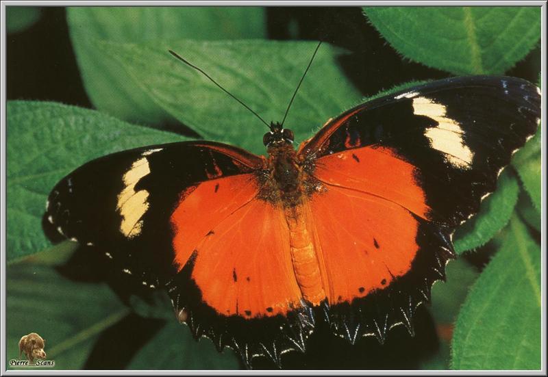 Malay Lacewing (Cethosia hypsea) {!--네발나비과-->; DISPLAY FULL IMAGE.