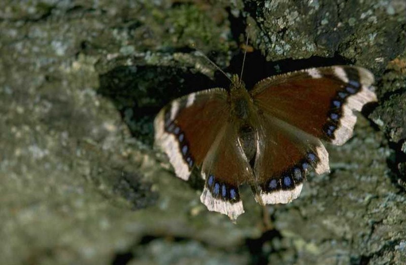 Mourning Cloak (Nymphalis antiopa) {!--신선나비-->; DISPLAY FULL IMAGE.