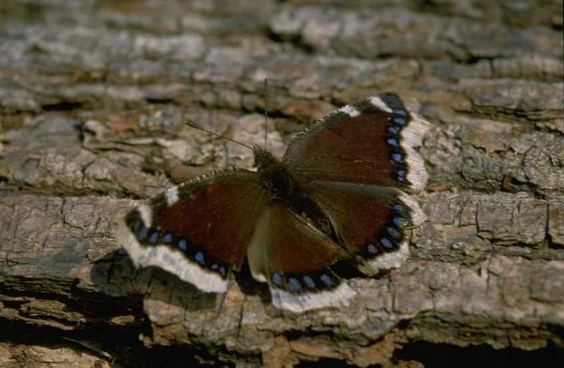 Mourning Cloak (Nymphalis antiopa) {!--신선나비-->; DISPLAY FULL IMAGE.