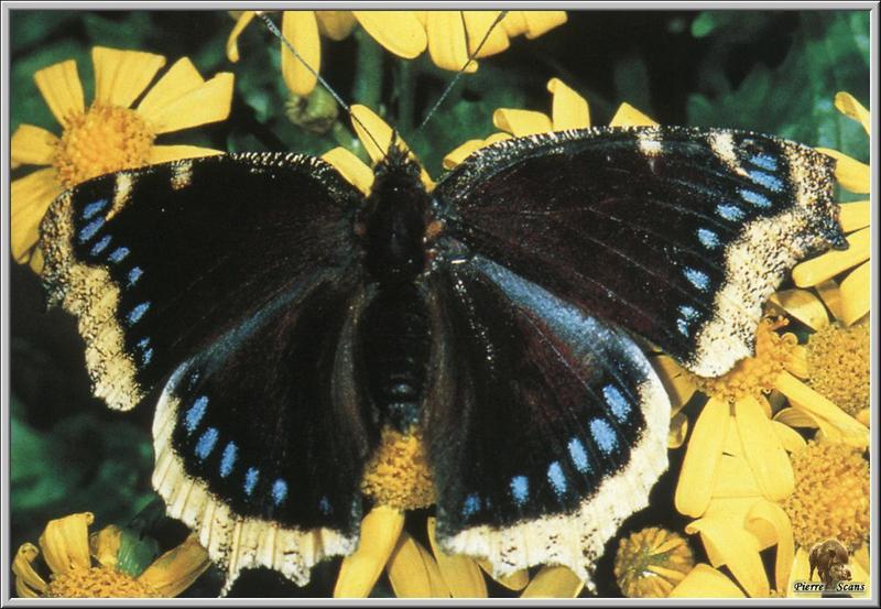 Mourning Cloak (Nymphalis antiopa) {!--신선나비-->; DISPLAY FULL IMAGE.