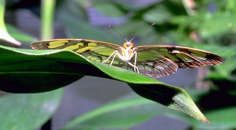 Malachite Butterfly (Siproeta stelenes) {!--아메리카산 네발나비과 나비-->; DISPLAY FULL IMAGE.