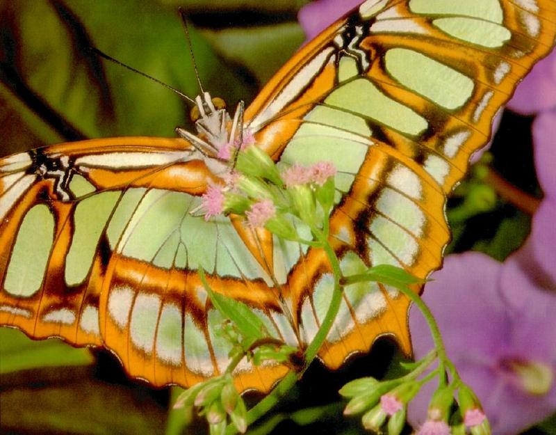 Malachite Butterfly (Siproeta stelenes) {!--아메리카산 네발나비과 나비-->; DISPLAY FULL IMAGE.