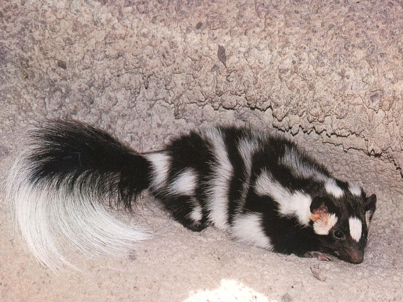 Western Spotted Skunk (Spilogale putorius gracilis) {!--얼룩스컹크-->; DISPLAY FULL IMAGE.