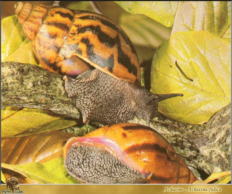 Giant East African Snail (Achatina fulica) {!--아프리카왕달팽이-->; DISPLAY FULL IMAGE.