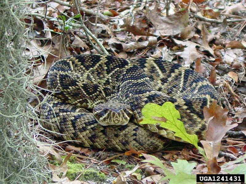 Eastern Diamondback Rattlesnake (Crotalus adamanteus) {!--동부다이아몬드방울뱀-->; DISPLAY FULL IMAGE.