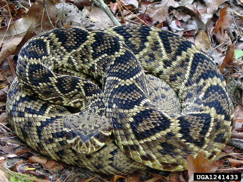 Eastern Diamondback Rattlesnake (Crotalus adamanteus) {!--동부다이아몬드방울뱀-->; DISPLAY FULL IMAGE.