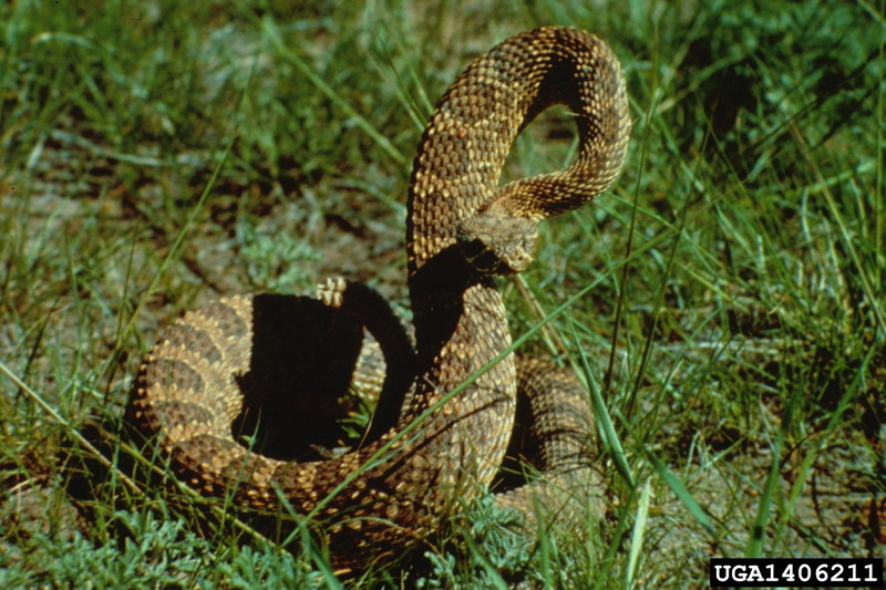 Western Diamondback Rattlesnake (Crotalus atrox) {!--서부다이아몬드방울뱀-->; DISPLAY FULL IMAGE.