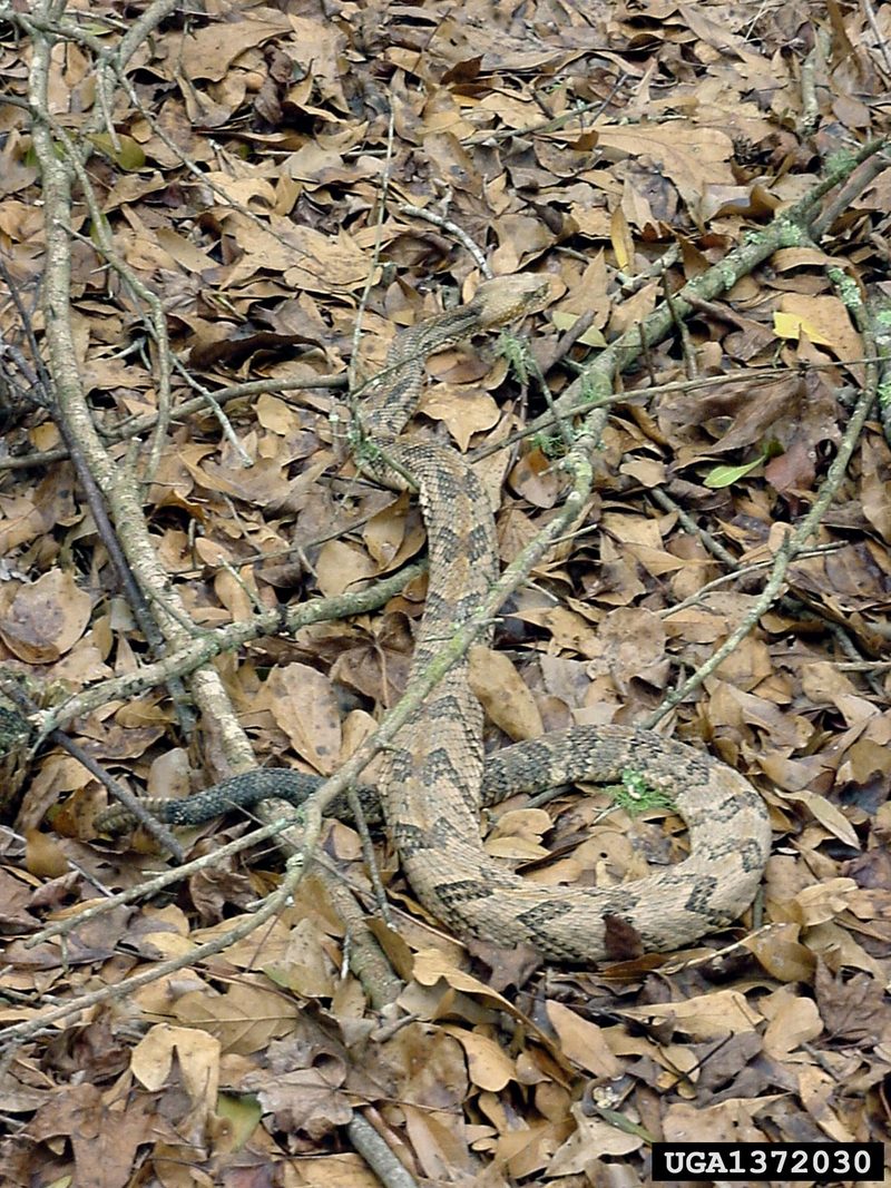 Timber Rattlesnake (Crotalus horridus) {!--검정방울뱀-->; DISPLAY FULL IMAGE.