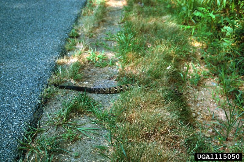 Timber Rattlesnake (Crotalus horridus) {!--검정방울뱀-->; DISPLAY FULL IMAGE.