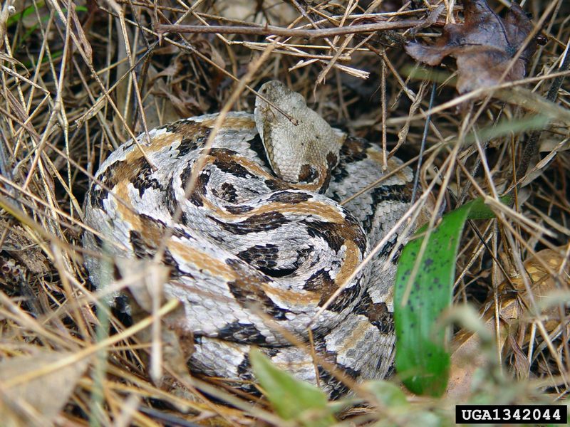 Timber Rattlesnake (Crotalus horridus) {!--검정방울뱀-->; DISPLAY FULL IMAGE.