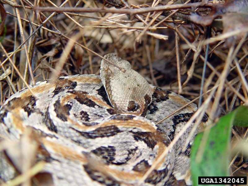 Timber Rattlesnake (Crotalus horridus) {!--검정방울뱀-->; DISPLAY FULL IMAGE.