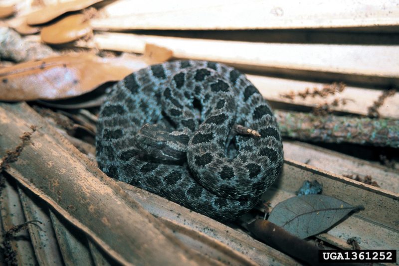 Pygmy Rattlesnake (Sistrurus miliarius) {!--피그미방울뱀(애기방울뱀)-->; DISPLAY FULL IMAGE.