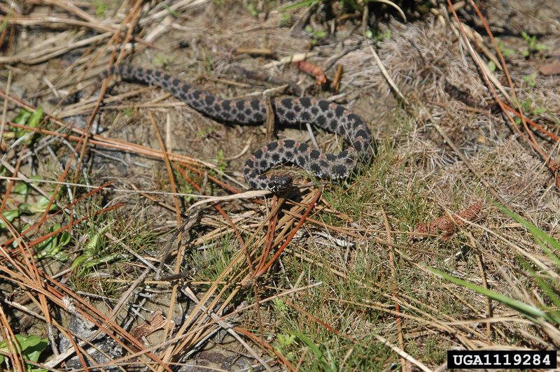 Pygmy Rattlesnake (Sistrurus miliarius) {!--피그미방울뱀(애기방울뱀)-->; DISPLAY FULL IMAGE.
