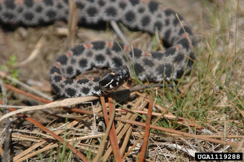 Pygmy Rattlesnake (Sistrurus miliarius) {!--피그미방울뱀(애기방울뱀)-->; DISPLAY FULL IMAGE.