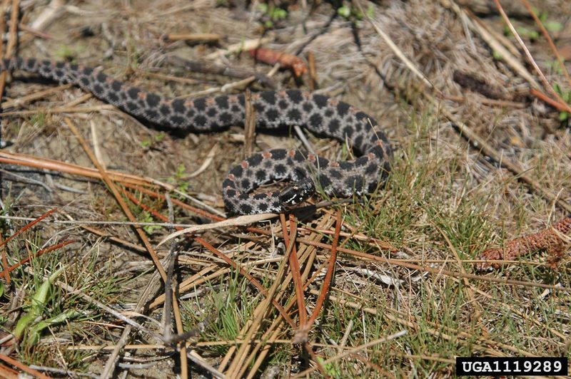 Pygmy Rattlesnake (Sistrurus miliarius) {!--피그미방울뱀(애기방울뱀)-->; DISPLAY FULL IMAGE.