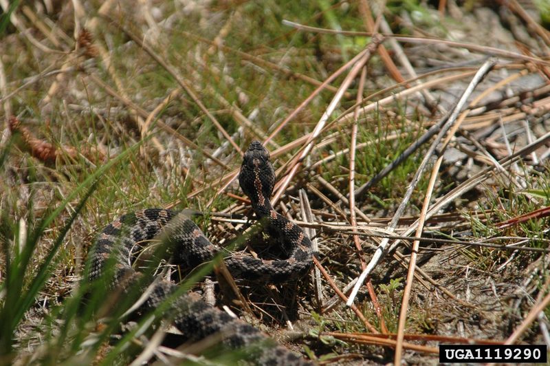 Pygmy Rattlesnake (Sistrurus miliarius) {!--피그미방울뱀(애기방울뱀)-->; DISPLAY FULL IMAGE.