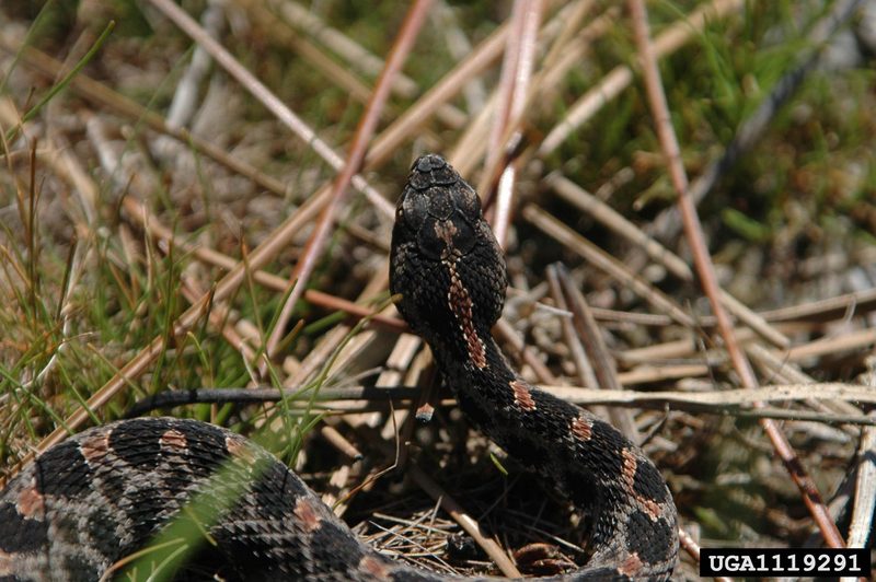 Pygmy Rattlesnake (Sistrurus miliarius) {!--피그미방울뱀(애기방울뱀)-->; DISPLAY FULL IMAGE.