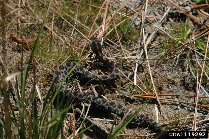 Pygmy Rattlesnake (Sistrurus miliarius) {!--피그미방울뱀(애기방울뱀)-->; DISPLAY FULL IMAGE.