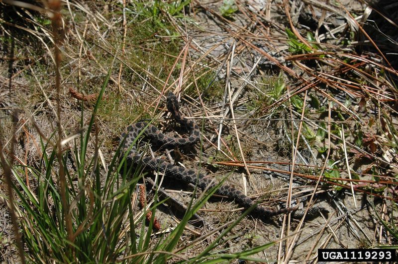 Pygmy Rattlesnake (Sistrurus miliarius) {!--피그미방울뱀(애기방울뱀)-->; DISPLAY FULL IMAGE.