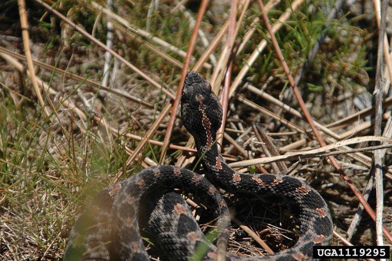 Pygmy Rattlesnake (Sistrurus miliarius) {!--피그미방울뱀(애기방울뱀)-->; DISPLAY FULL IMAGE.