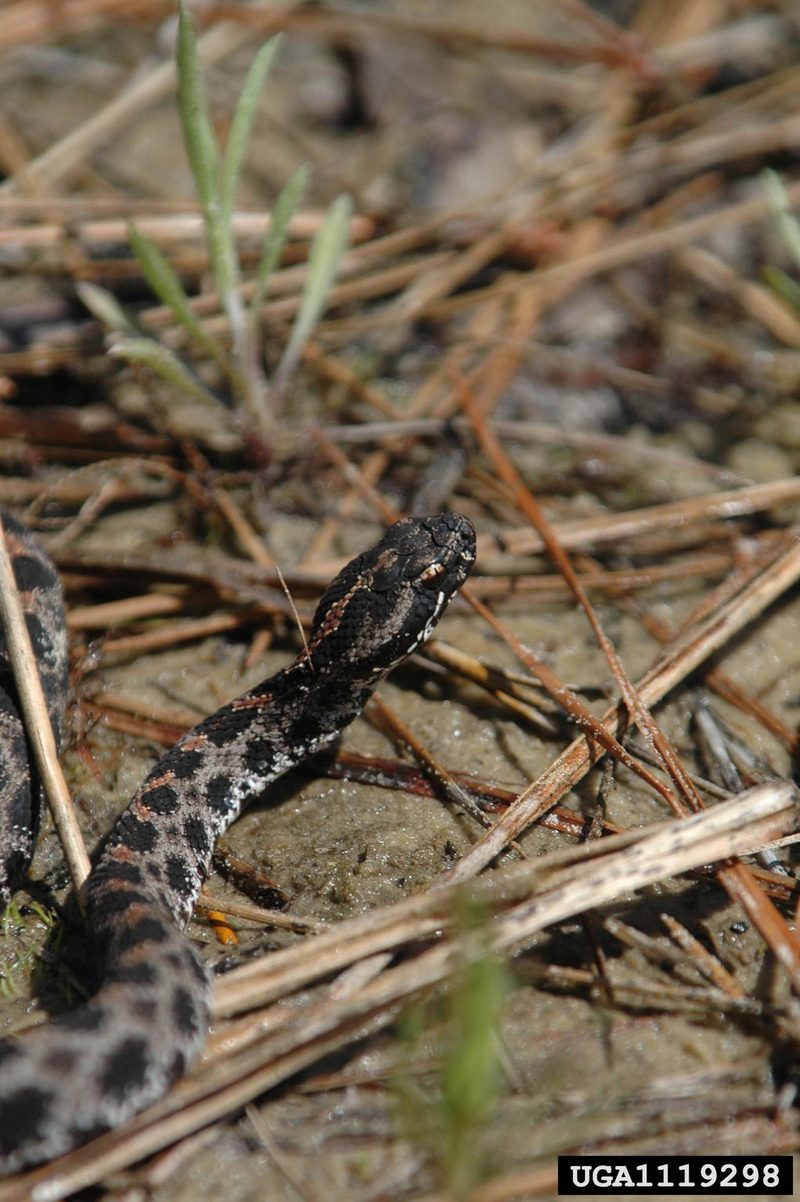 Pygmy Rattlesnake (Sistrurus miliarius) {!--피그미방울뱀(애기방울뱀)-->; DISPLAY FULL IMAGE.