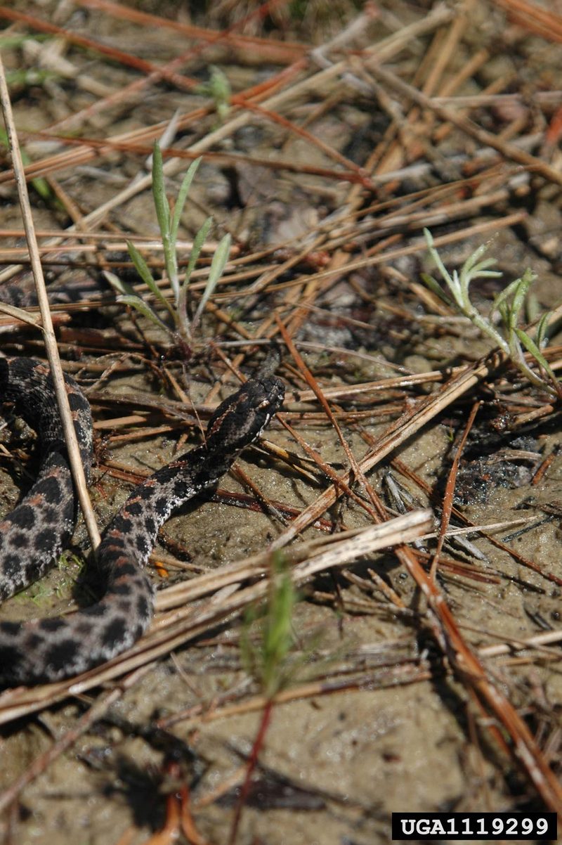 Pygmy Rattlesnake (Sistrurus miliarius) {!--피그미방울뱀(애기방울뱀)-->; DISPLAY FULL IMAGE.