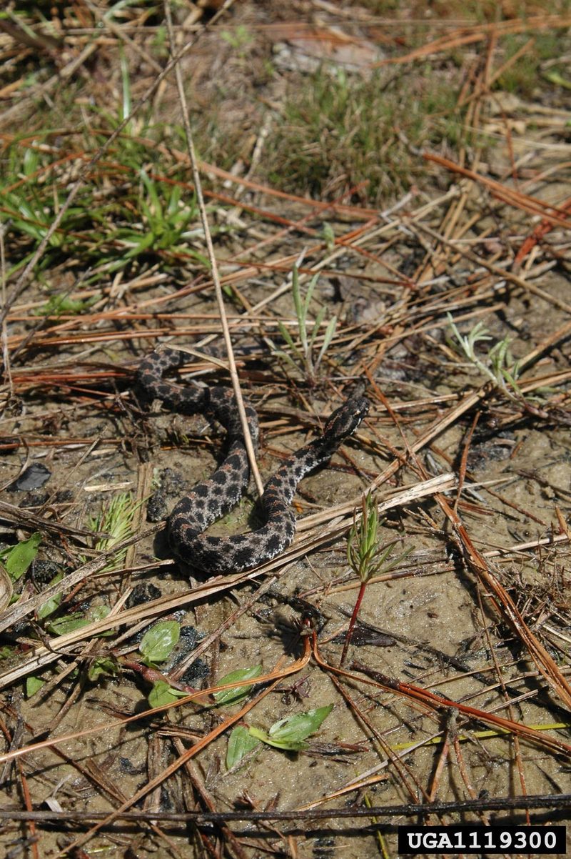 Pygmy Rattlesnake (Sistrurus miliarius) {!--피그미방울뱀(애기방울뱀)-->; DISPLAY FULL IMAGE.