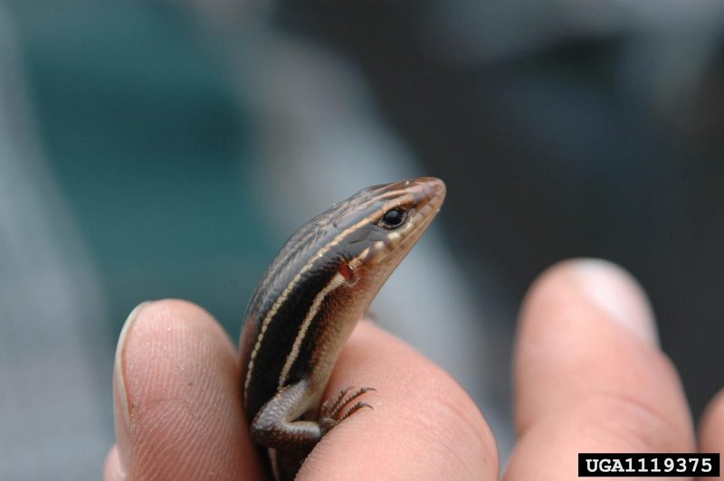 Southeastern Five-lined Skink (Eumeces inexpectatus) {!--다섯줄도마뱀-->; DISPLAY FULL IMAGE.