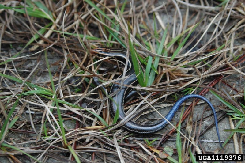 Southeastern Five-lined Skink (Eumeces inexpectatus) {!--다섯줄도마뱀-->; DISPLAY FULL IMAGE.