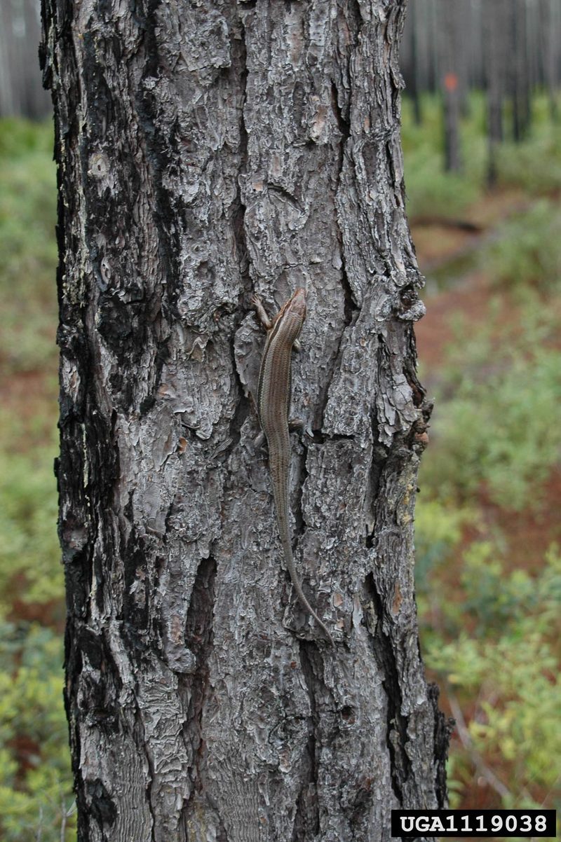 Broad-headed Skink (Eumeces laticeps) {!--넓적머리도마뱀-->; DISPLAY FULL IMAGE.