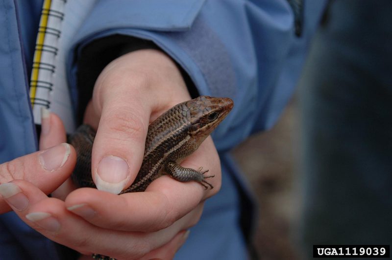 Broad-headed Skink (Eumeces laticeps) {!--넓적머리도마뱀-->; DISPLAY FULL IMAGE.