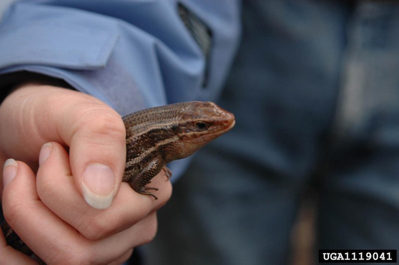 Broad-headed Skink (Eumeces laticeps) {!--넓적머리도마뱀-->; DISPLAY FULL IMAGE.