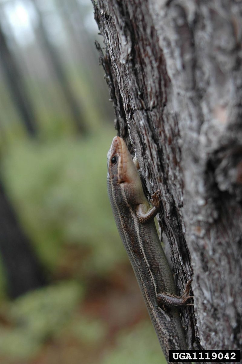 Broad-headed Skink (Eumeces laticeps) {!--넓적머리도마뱀-->; DISPLAY FULL IMAGE.