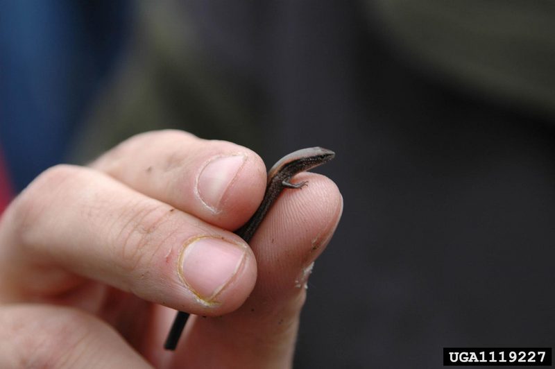 Ground Skink (Scincella lateralis) {!--갈색애기도마뱀-->; DISPLAY FULL IMAGE.