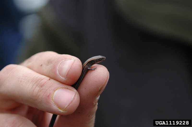 Ground Skink (Scincella lateralis) {!--갈색애기도마뱀-->; DISPLAY FULL IMAGE.