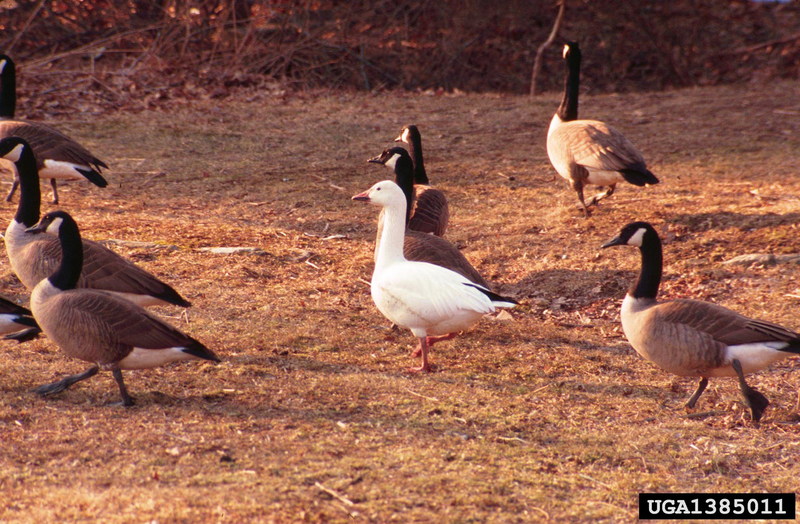 Snow Goose (Chen caerulescens), Canada goose (Branta canadensis) {!--흰기러기, 캐나다기러기-->; DISPLAY FULL IMAGE.