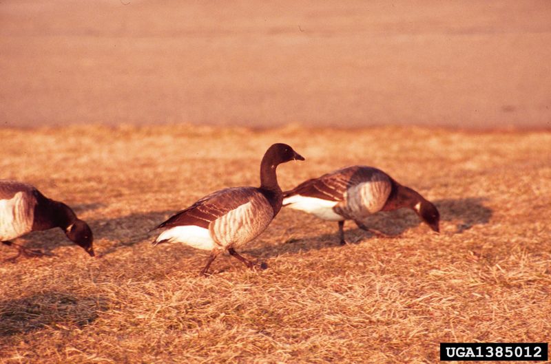 Brant, Brent Goose (Branta bernicla) {!--흑기러기-->; DISPLAY FULL IMAGE.