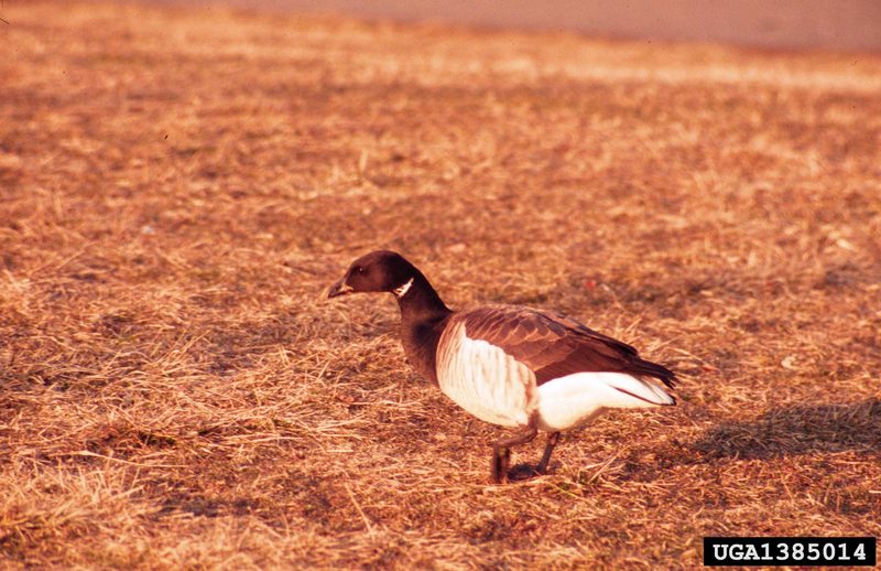 Brant, Brent Goose (Branta bernicla) {!--흑기러기-->; DISPLAY FULL IMAGE.