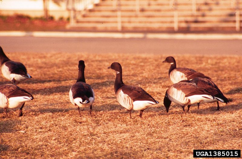 Brant, Brent Goose (Branta bernicla) {!--흑기러기-->; DISPLAY FULL IMAGE.